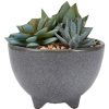 Home Living Anko Decorative Accents | Artificial Succulent In Glazed Pot