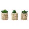 Home Living Anko Decorative Accents | 3-Piece Artificial Succulents And Rattan-Look Pot Set