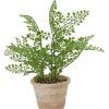 Home Living Anko Decorative Accents | Artificial Fern In Pot